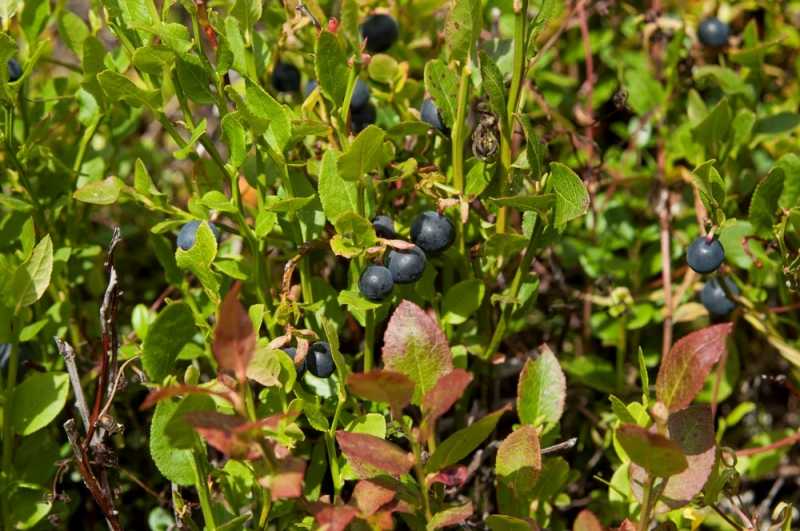 Szlakiem czerwonej drogi